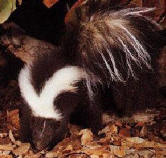 skunk1