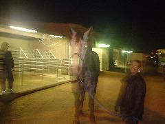 horse